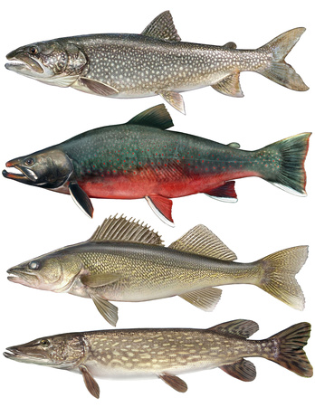 Arctic Fish Species for Dept. of Fisheries