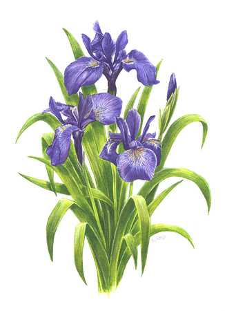 Blue Flag Iris for Tourism Botanical Prints